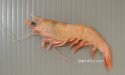 オキサルエビのサムネイル写真