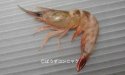 ナンセイサルエビのサムネイル写真