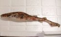 トラザメのサムネイル写真