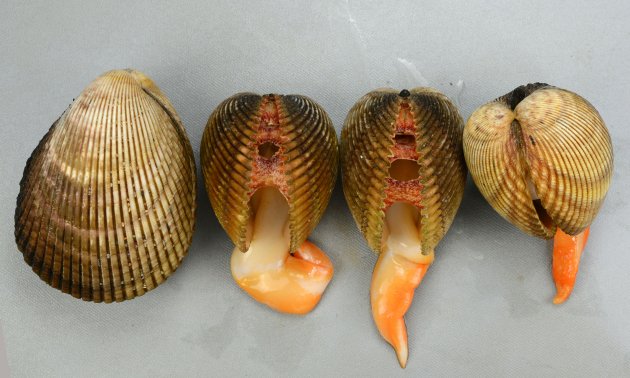 ナガザルの形態写真