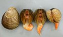 ナガザルのサムネイル写真