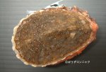 サルアワビのサムネイル写真