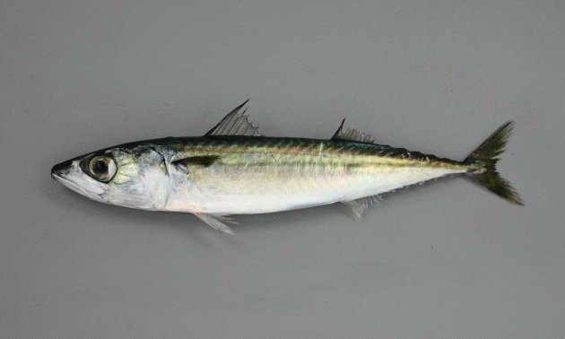SL50cm前後になる。紡錘形。全身に小さな丸鱗（えんりん）があり、落ちやすい。背部分に特有の緑青色の斑文があり、腹側にはない。目が大きい。
