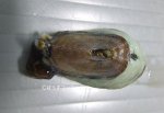 スカシガイのサムネイル写真