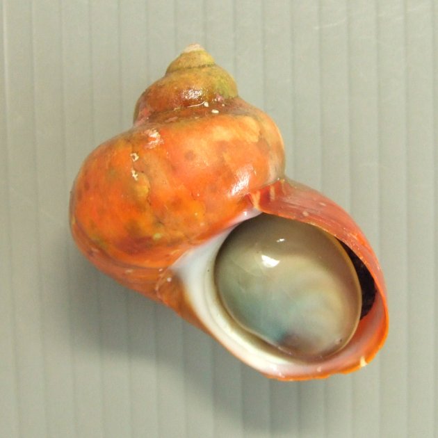 タツマキサザエの形態写真