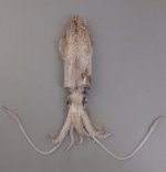 ウイジンドウイカのサムネイル写真