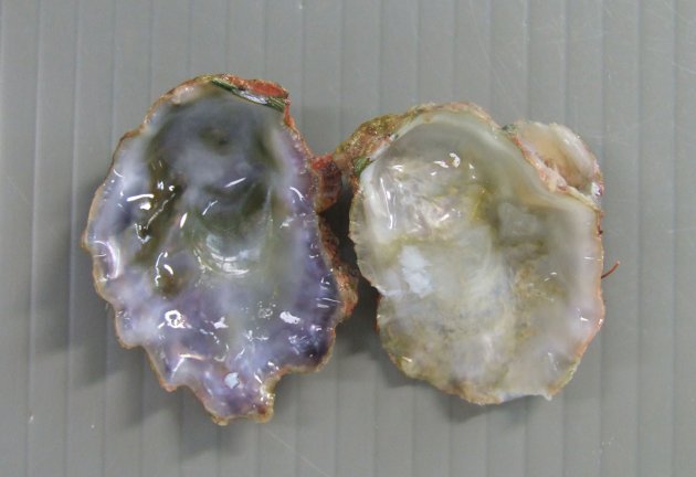 70mm SH 前後になる。不定形で亜等殻。膨らみは弱く、左殻の殻頂部で固着する。貝殻周辺でノコギリ歯状に噛み合わさる。