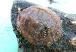 シラガババガゼのサムネイル写真