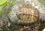 ババガゼのサムネイル写真