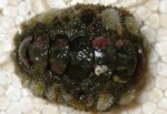 ヒメケハダヒザラガイのサムネイル写真