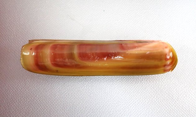 殻長11cm、殻高scm前後になる。マテガイと比べると殻高（貝殻の幅）がある。貝殻はまっすぐではなく微かに背の方に反る。［釧路産　若い個体］