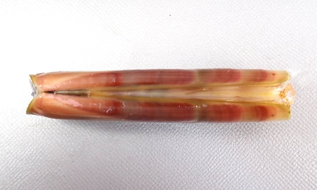 殻長11cm、殻高scm前後になる。マテガイと比べると殻高（貝殻の幅）がある。貝殻はまっすぐではなく微かに背の方に反る。［釧路産　若い個体］
