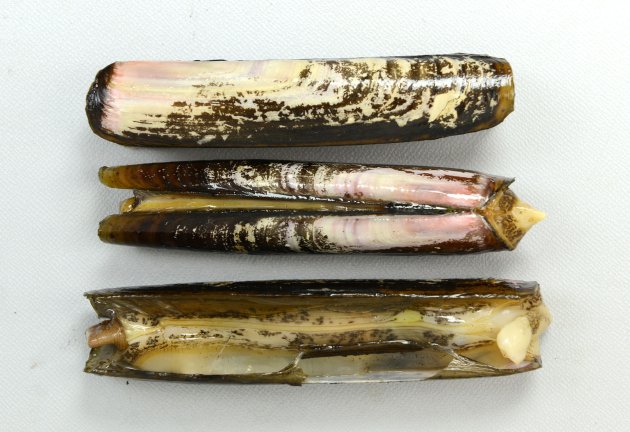 殻長11cm、殻高scm前後になる。マテガイと比べると殻高（貝殻の幅）がある。貝殻はまっすぐではなく微かに背の方に反る。