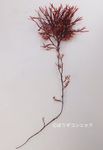 マタボウのサムネイル写真