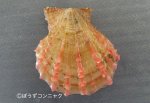ニシキガイのサムネイル写真