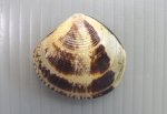 シラオガイのサムネイル写真