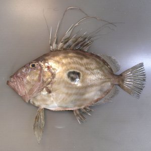 マトウダイのサムネイル写真