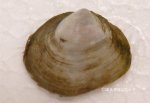 ヒメシラトリのサムネイル写真
