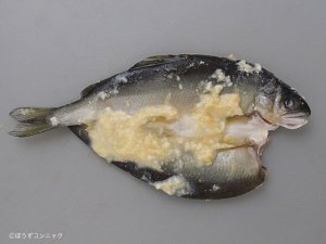 鮎の粕漬け