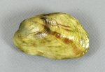 タガソデモドキのサムネイル写真