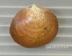 ビロードタマキのサムネイル写真