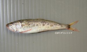 ワニギスのサムネイル写真