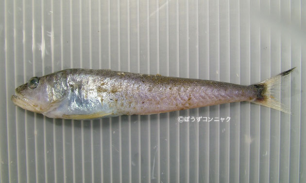 ミナミワニギスの形態写真