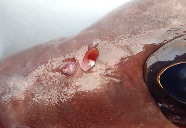 後鼻孔の最大径は後鼻孔と肉質の眼窩縁の間の距離よりも等しいか小さい。
