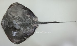 ホシエイのサムネイル写真