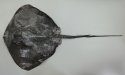 ホシエイのサムネイル写真