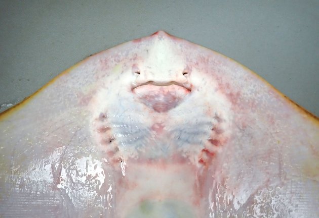 いちばん前方（写真では上）に１対あるのが鼻孔、その下にあるのが口、その下左右に５つずつ並んでいるのが鰓孔。