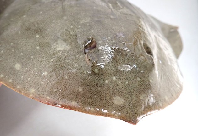 目はわかりにくく、むしろ後方の噴水孔の方が目に見える。