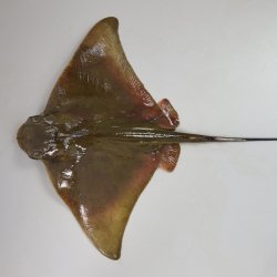 トビエイ | 魚類 | 市場魚貝類図鑑