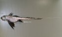 アカギンザメのサムネイル写真