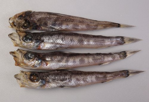メヒカリの丸干し（マルアオメの丸干し）