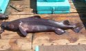 ビロウドザメのサムネイル写真