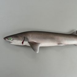 エドアブラザメ | 魚類 | 市場魚貝類図鑑