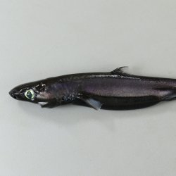 カラスザメ | 魚類 | 市場魚貝類図鑑