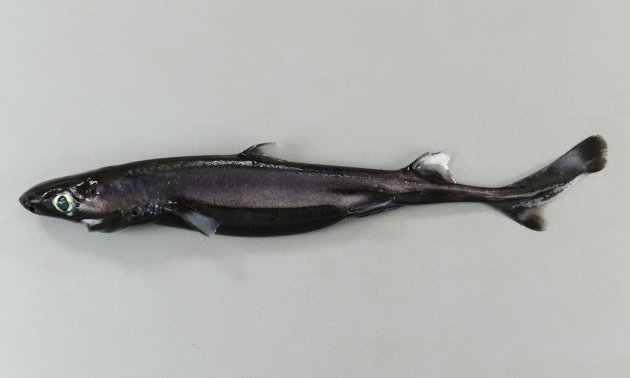 カラスザメ | 魚類 | 市場魚貝類図鑑