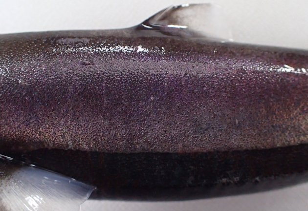 カラスザメ | 魚類 | 市場魚貝類図鑑