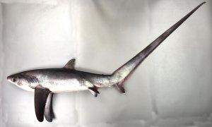 ニタリのサムネイル写真