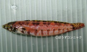 コウライトラギスのサムネイル写真