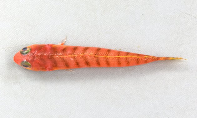 15cm SL 前後になる。細長く全体に赤い。背鰭から腹にかけてやや斜め下方に薄い褐色の縞模様がある。