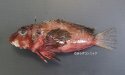 イトオコゼのサムネイル写真