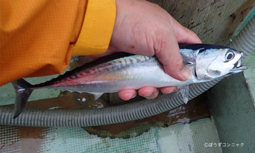 めじかの新子（釣ったばかり）
