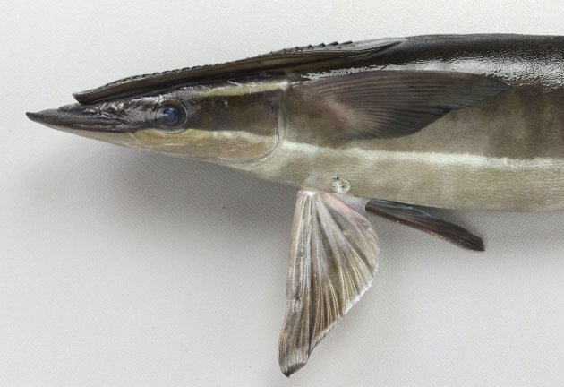 コバンザメ | 魚類 | 市場魚貝類図鑑