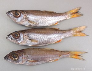 ムツの幼魚の干もの