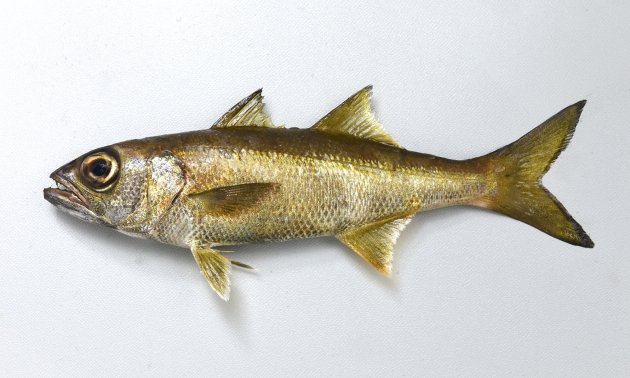 SL 50cm 以上になる。目が大きく、背鰭は２つ。全体に褐色でやや側扁、体高が低い。幼魚期から姿が変わらない。第１背鰭中央下の側線上方横列鱗数６〜９．臀鰭起部から側線までの横列鱗数は10〜15（クロムツ 第１背鰭中央下の側線上方横列鱗数８〜９．臀鰭起部から側線までの横列鱗数は14〜17）。第１鰓弓の鰓耙数は上枝が２〜５、下枝12〜17。［三浦半島と伊豆大島の間にある沖の瀬水深100ｍ前後　19cm SL・134g］