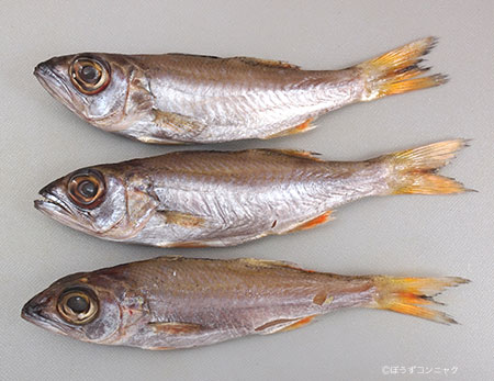 ムツの幼魚の干もの