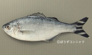 ギンユゴイのサムネイル写真